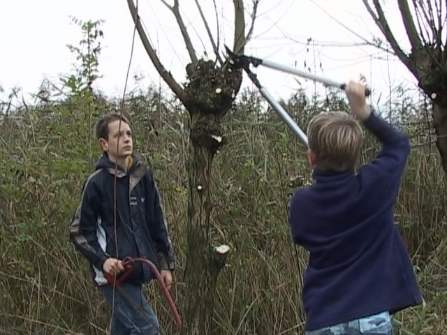 Nieuwe knotwilgen in den dop